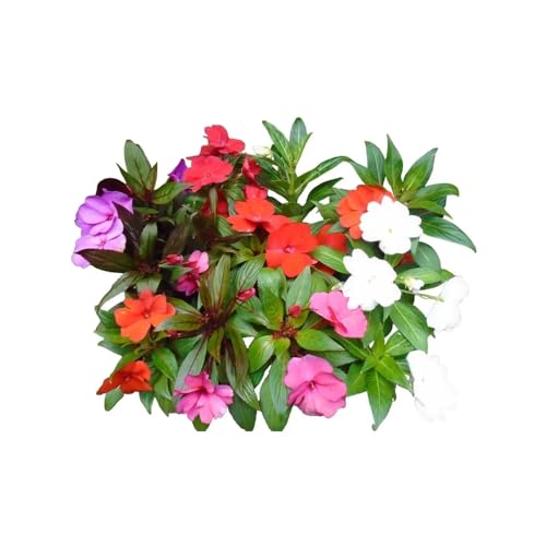 Genérico, Muda de Sunpatiens 20 a 40cm AMK - Plantas Online