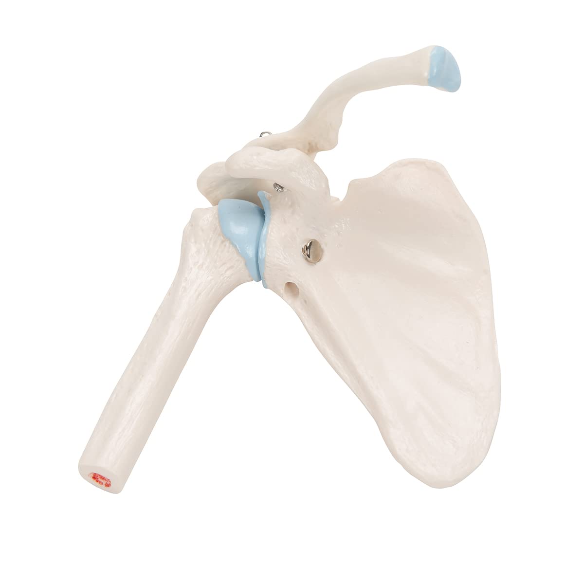 3B Scientific A86/1 Mini Articolazione della Spalla con Sezione Trasversale, su Base + software gratuito di anatomia - 3B Smart Anatomy