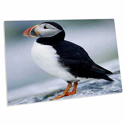 3dRose Atlantic Puffin, Fratercula Arctica, Machias Seal Pad miniatura 1