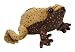 Eastern Narrow Mouthed Toad With Sound Soft Toy