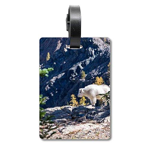 Étiquette de valise pour éviter la perte de sac : motif ours blanc
