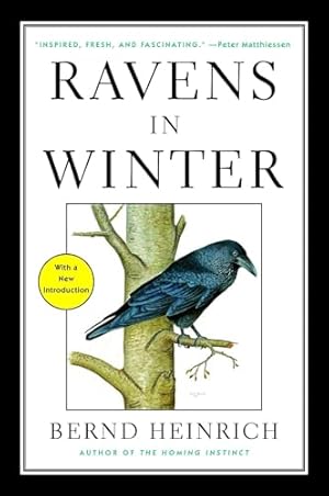 Ravens in Winter