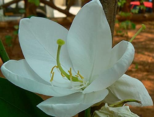 Bauhinia acuminata  Enano  Orquídea blanca y nevada  5_Seeds