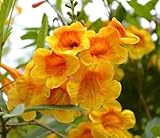 Tecoma stans Live Plant 2.5' Pot