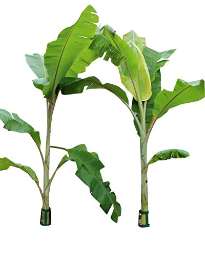 Anasagar Banana Pooja Metal Stand