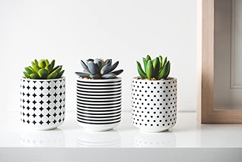 Dipiti Artificial Succulent Plants In Pots-Set Of 3|Black And White Ceramic Planters|Faux Plants Indoor & Outdoor|Gifts For Women|Kitchen Office Bathroom Desk Bedroom Shelf Decor|Potted Fake Plants #TOP2