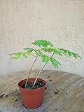 Packung enthält 1 Satz Samen FERRY Bio-Saatgut Nicht nur Pflanzen: Flammenbaum Roy Poinciana Pre Bonsai Zwillingsstamm