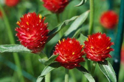 Golden Hills Farm® (AVG 50-500) seeds Gomphrena Paper Red Strawberry Flower seeds (B093QJ7B8J) Amazon Price History, Amazon Price Tracker
