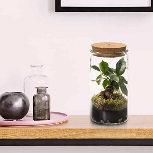 vdvelde.com - Ecosysteem plant met lamp - Ecoworld Weck Glas met Lamp + 1 Mini Bonsai Ginseng - Ø10,5 cm - Hoogte 21 cm - Afbeelding 4