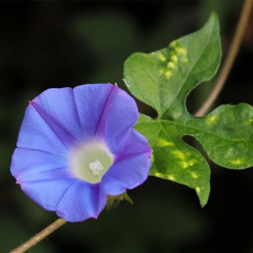 Nelesa GardeningHeavenly Blue Morning Glory Imopea Flower Seeds 15 Seeds