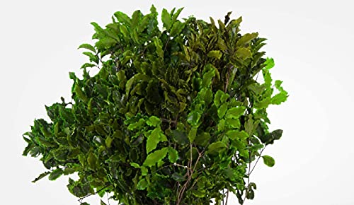 Decoflorales® - Konservierter Natur Pittosporum; 1 Bund; Länge 30-40 cm Cover