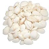 Juvale Clam Sea Shells for DIY Crafts, Beach Decor (65 Count)