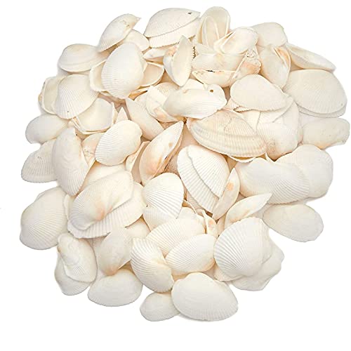 Juvale Clam Sea Shells for DIY Crafts, Beach Decor (65 Count)