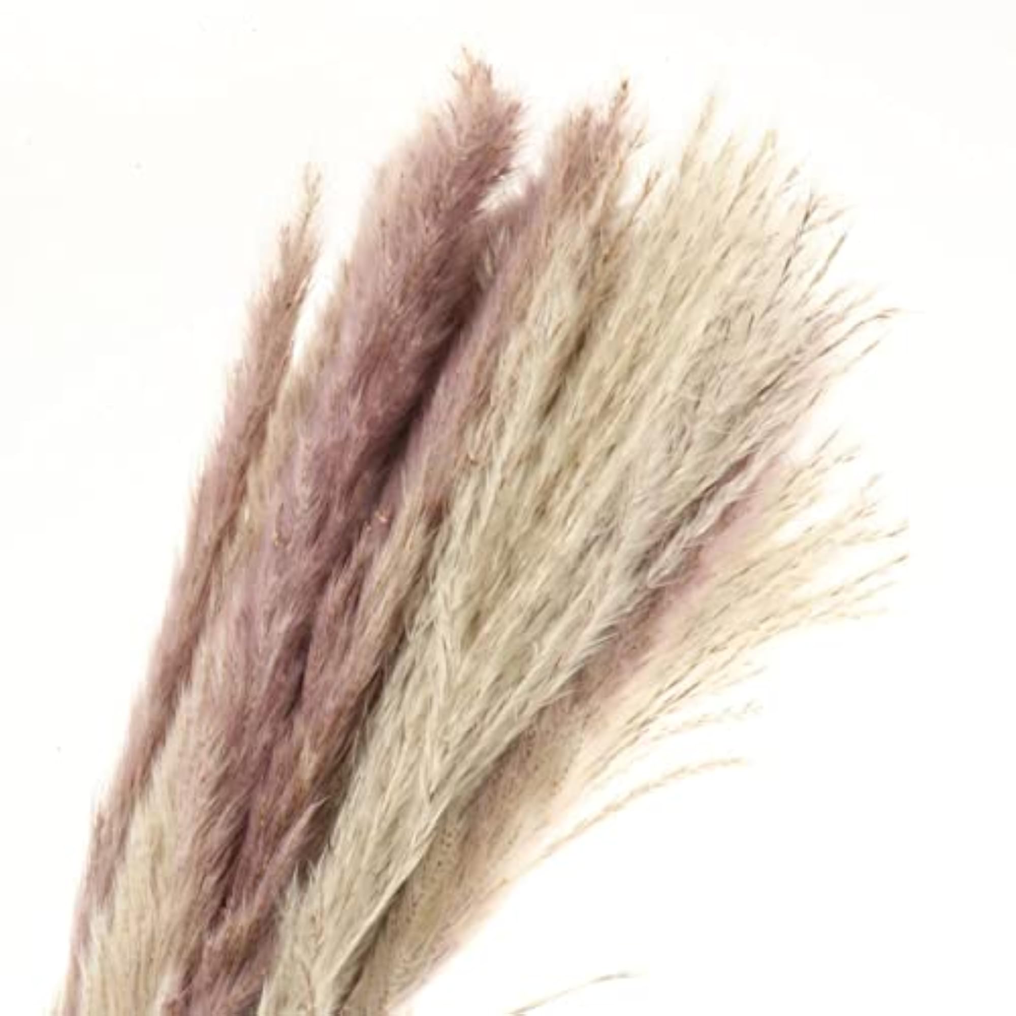 Dried Pampas Grass Reed Flower, Home Wedding Decor