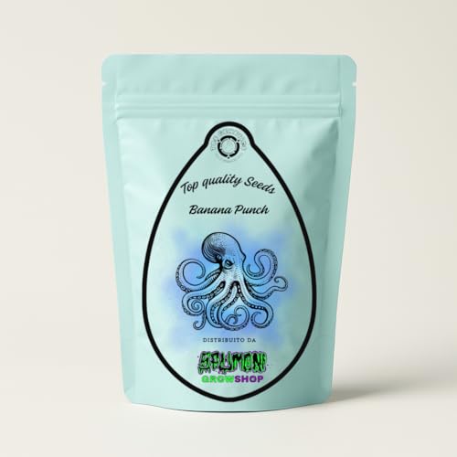 | Samen zum Sammeln | Banane Punch | Hohes Potenzial | 4 Samen plus Keim-Kit |