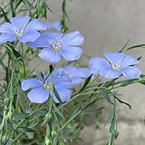 Lein blau - winterharte für garten Flachs, Linum perenne, blumensamen...
