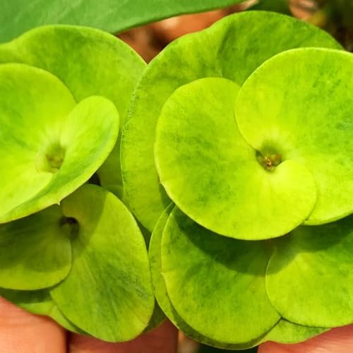 semi di spina di Cristo primaverile, selvatici Spina Cristo arbusti resistenti, ornamentali, decorazioni to perenni, arbusti 40pcs