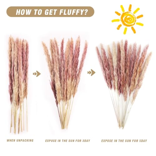 Pampas Grass Large Dried Pampas Grass Natural 70pcs miniatura 6