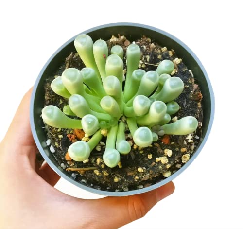 Baby Toes Fenestraria 4 inch - Healthy Succulent Rare & Unusual Live Easy Care Indoor House Plant, Fully Rooted in 2/4/6 inch Sizes Baby Toes Fenestraria 4 inch - Healthy Succulent Rare & Unusual Live Easy Care Indoor House Plant, Fully Rooted in 2/4/6 inch Sizes
