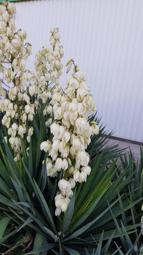 Yucca gloriosa/Dague espagnol/Conteneur de 3 à 4 litres/Résistant au sec