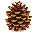 Produktbild NaDeco Pinienzapfen 10 Stück, 8-12cm, Pinus Pinea Pinien Zapfen Groß Tannenzapfen Kiefernzapfen Dekozapfen, Naturdeko Advent Weihnachten Deko Dekoration Adventsdekoration Weihnachtsdekoration