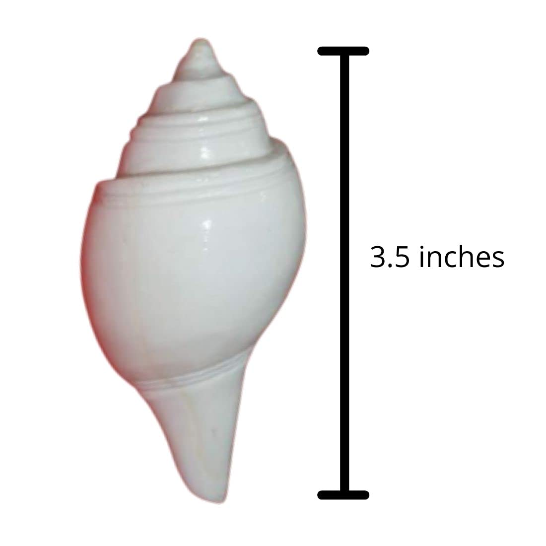 Indian Collectible Puja Jal Shankh | Original Muschel, Pooja Jal Shankha | 8,9 cm (1 Stück)