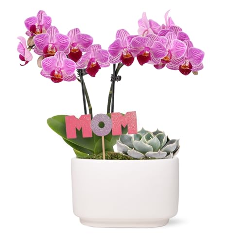 Green Circle Growers 4 Pink Orchid and Succulent Duo in White Pot with Mom Pick Live Indoor Plants House Plant