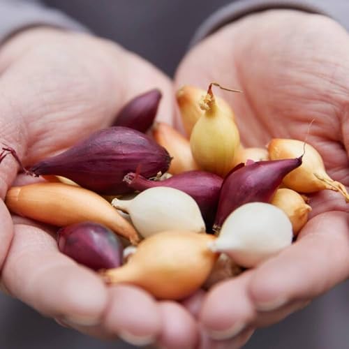Collection de Bulbes à Repiquer Tricolores (1000 grammes) - Mélange de 3 Variétés d'Oignons - Jaunes - Rouges et Blancs - Bulbes à Repiquer des Pays-Bas (pas de graines) - 14-21 mm