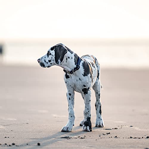 Collier réfléchissant bleu pour chien sécurisé et ajustable - 6