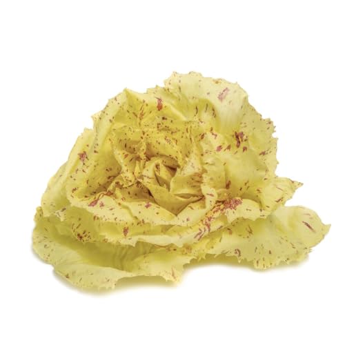 Sachet de graines de Chicorée À Large Feuille Variégata Di Castel Franco- Les Graines Bocquet