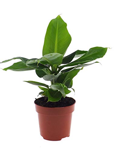 Musa Tropicana, Plátano Enano Canario, Bananero, Bananera, Platanera Planta Natural