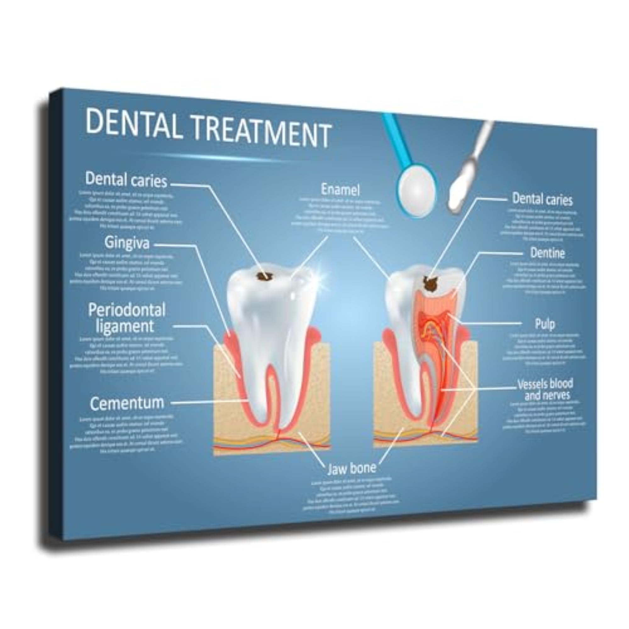 Vector Dental Anatomy and Tooth Structure Diagram Poster