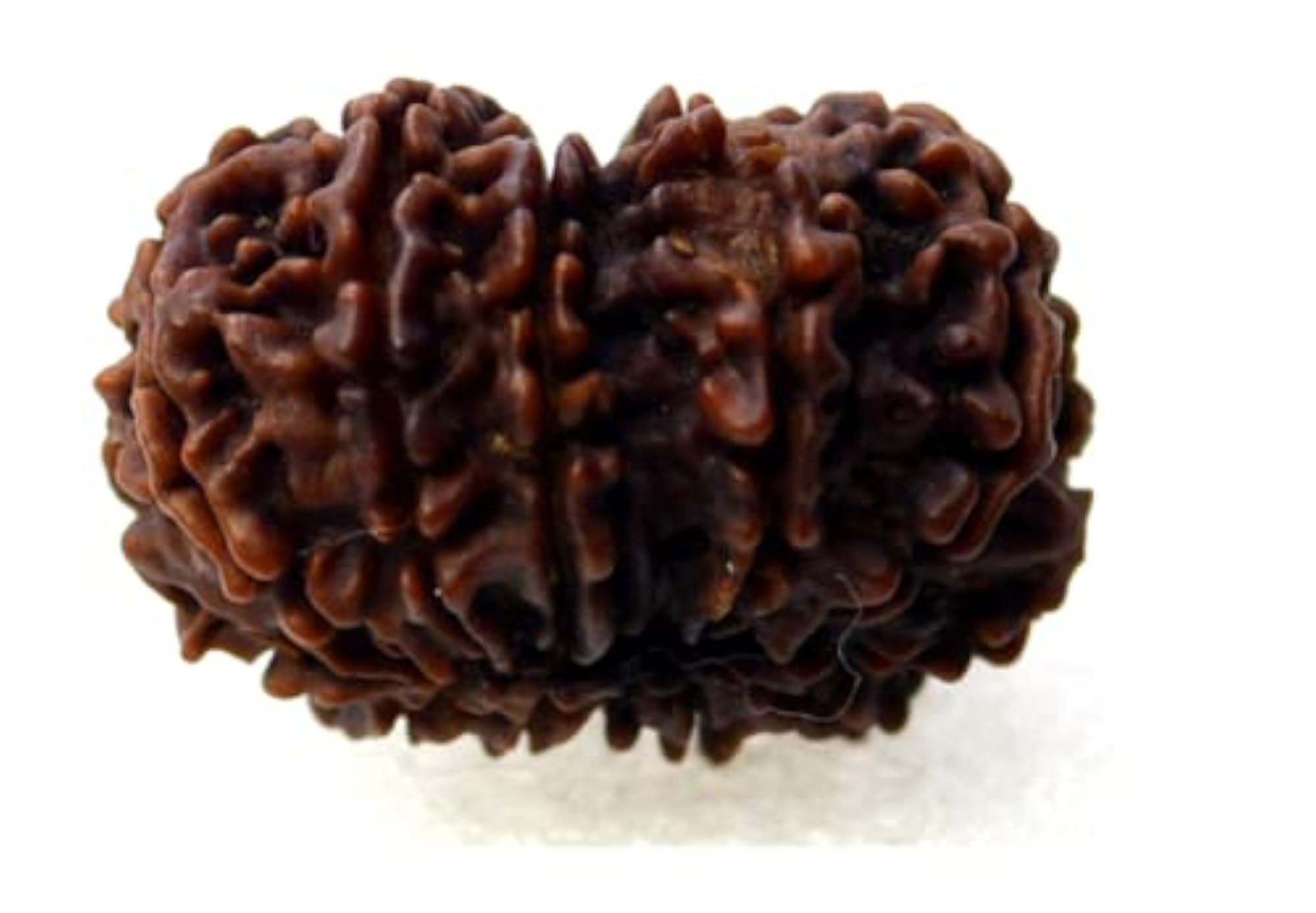 12 Mukhi Rudraksha Nepali Beads, Original 24mm with Capping