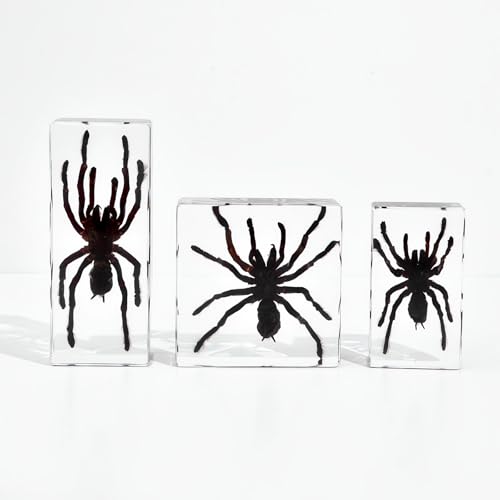 Image of Taxidermy Spider, 3pcs Insect Spiders Specimens in Resin for Closer-Look & Study in Safe Healthy, Novelty Fun & Educational for Classroom Teaching, Home Office Display (XS Size x2 + M Size x1)