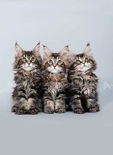 Collana in ambra con collare per cani e zecche