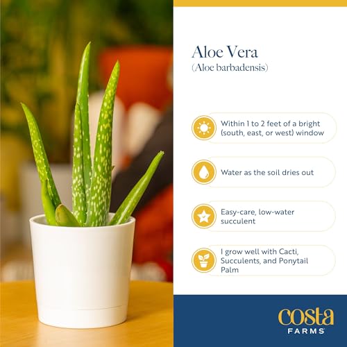 Image of Costa Farms Aloe Vera Live Plants in Plastic Pots, Easy to Maintain, Air Purifying Indoor Succulents, Houseplants for Home, Room, or Office Decor, House Warming or Birthday Gift, 12-18, Pack of 2