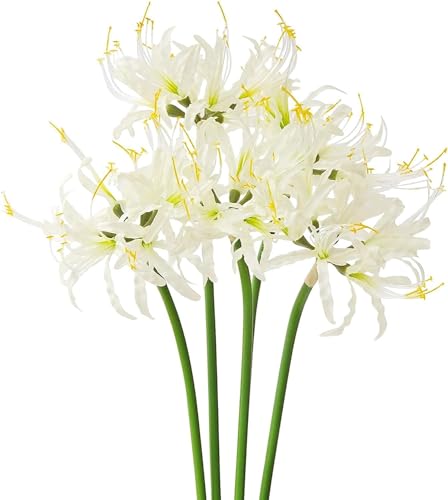 ���� �ފ݉� �֎썹�� 5�{�Z�b�g�i���X�A�ʐ^�A�� (White)