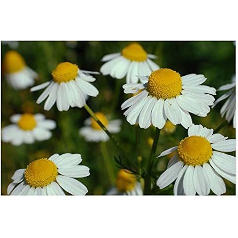 Premier Seeds Direct Organic German Chamomile Seeds Cover