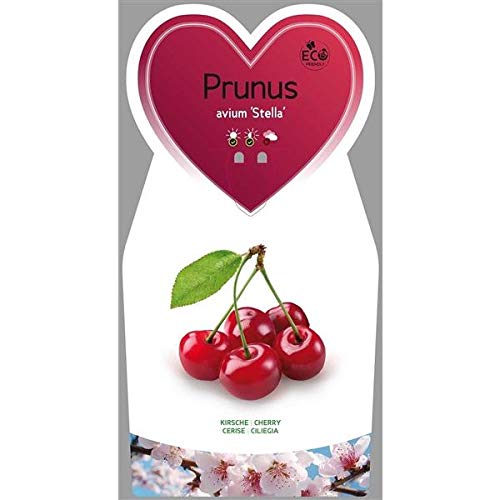 Prunus avium \'Stella\' Süßkirsche ca. 120 cm – Selbstfruchtende Kirschbaum-Pflanze im Topf – Süßkirschenbaum für Garten & Terrasse, reichtragend, winterhart, pflegeleicht Prunus avium \'Stella\' Süßkirsche ca. 120 cm – Selbstfruchtende Kirschbaum-Pflanze im Topf – Süßkirschenbaum für Garten & Terrasse, reichtragend, winterhart, pflegeleicht
