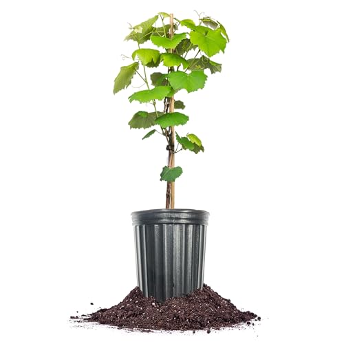 Perfect Plants Catawba Grape 1 Gallon | Seedless Grape Vine for Tellis Garden
