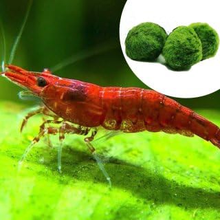 AquaBreedingSkill Lot de 10 Crevettes Red Fire – Crevettes Vivantes pour Aquarium – Crevettes Naines Neocaridina, Habitants Pacifiques pour Aquariums, Taille 1-1,5 cm
