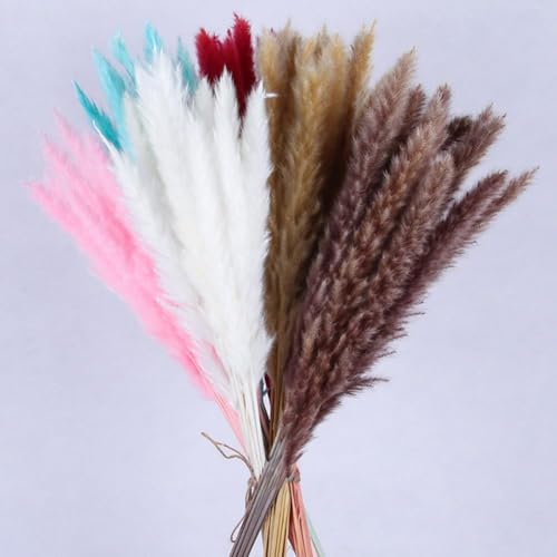 Pampas Grass Large 15Pcs Flores Secas para Decoración miniatura 2