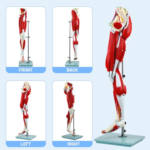 Image of JNMFTD Human Leg Muscles Anatomy Model, 45in Life Size 14 Parts Lower Limbs Removable Arteries Nerves Bones Veins Tendon Foot with Product Manual Wooden Base for Study Teaching Medical Educational