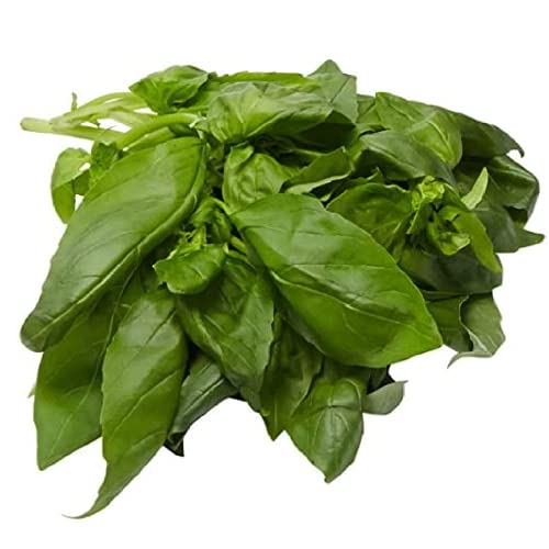 Amae Italian Sweet Basil Leaf- Handpicked  100g
