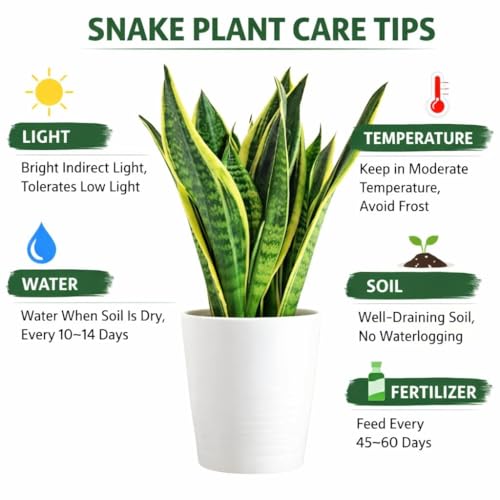 Image of Live Snake Plant with 3 Inch Nursery Pot | Sansevieria Air Purifying Indoor Plant | Low Maintenance Evergreen Houseplant for Home Office Bedroom Living Room Balcony Decor | Pack of 1