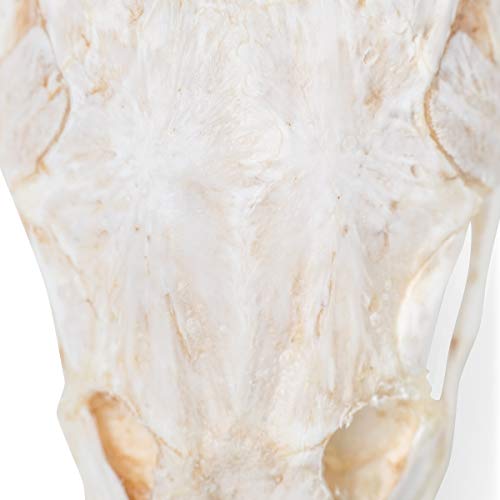 Image of 3B Scientific GmbH T30010 Carp Skull
