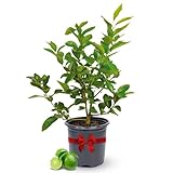 Persian Lime Plant Fruit Trees 18-22' Tall - Fruit Live Trees Plants, Outdoor Plants, Citrus Tree Pots for Housewarming Gift, Persian Garden, Cannot Ship: CA,AZ,TX,LA, Indoor Tree Live by Via Citrus