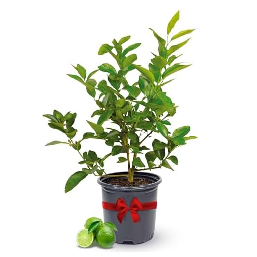 Persian Lime Plant Fruit Trees - Indoor Fruit Trees Live Plants, Outdoor Plants Live, Citrus Tree Pots for Housewarming, Patio, Lime Garden, Cannot Ship: CA,AZ,TX,LA, Real Indoor Tree by Via Citrus