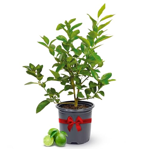 Persian Lime Plant Fruit Trees 13' - 22' Tall - Fruit Live Trees Plants, Outdoor Plants,Citrus Tree Pots for Housewarming Gift, Persian Garden, Cannot Ship: CA,AZ,TX,LA, Indoor Tree Live by Via Citrus