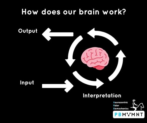 Intro to Neurocentric Approach to Rider Biomechanics